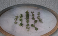 Collection of 9 Portulacaria Succulent Cuttings Assorted Elephant Bush Varieties for Propagation