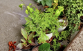 Pilea microphylla Unrooted Cutting - Artillery Fern, Rock Weed, Ground Cover, Indoor Outdoor Plant Stem
