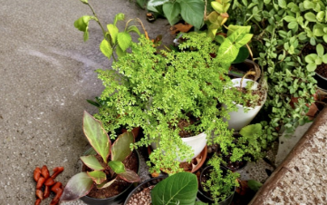 Pilea microphylla Unrooted Cutting - Artillery Fern, Rock Weed, Ground Cover, Indoor Outdoor Plant Stem