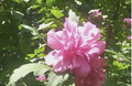Double Pink Rose of Sharon Cuttings, Hibiscus syriacus, Unrooted Shrubs for Propagation, Large Pink Blooms