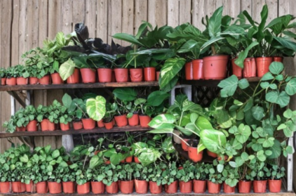 Pothos Cuttings Combo 4 Unrooted Epipremnum Aureum Trailing Houseplant Vine Variegated Green and Yellow