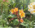 Golden Noi Plumeria Cutting - 3 Tip Tropical Frangipani Stem for Propagation, Plumeria rubra, Full Sun, Well-Draining Soil