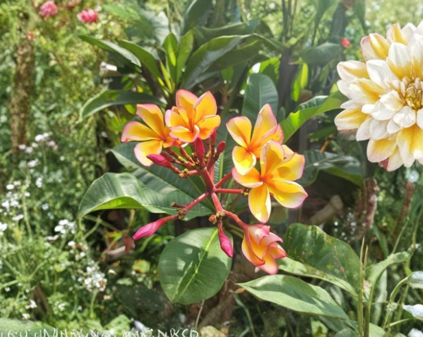 Golden Noi Plumeria Cutting - 3 Tip Tropical Frangipani Stem for Propagation, Plumeria rubra, Full Sun, Well-Draining Soil