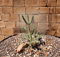 Cylindropuntia Imbricata Tree Cholla Live Cactus Cutting Desert Native Plant for Xeriscape & Rock Gardens