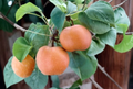 Chojuro Asian Pear Scionwood – 5 Fresh Green Cuttings for Grafting, Pyrus pyrifolia ‘Chojuro’ Fruit Tree Propagation