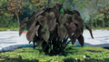 Black Magic Elephant Ear Plant Small Rooted Starter - Colocasia esculenta ‘Black Magic’ Deep Purple Foliage