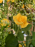 Unrooted Rose Stems – Radiant Perfume Yellow Large Fragrant Flowering Rose Rosa spp.
