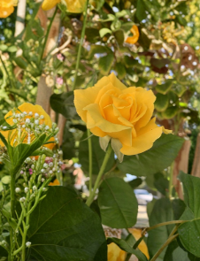 Unrooted Rose Stems – Radiant Perfume Yellow Large Fragrant Flowering Rose Rosa spp.