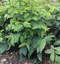 Unrooted Katuk Sweet Leaf Plant Cuttings – Sauropus androgynus, Tropical Green Foliage, 10 Pack