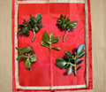 Crassula Ovata Jade Plant Cuttings 3-5 Inch Succulent Stems Red or Green for Propagation, Indoor & Outdoor Gardening