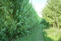 Hybrid Willow Cuttings - 5 Salix Austree Propagation Stems for Fast Growing Privacy Screen & Landscape Screening