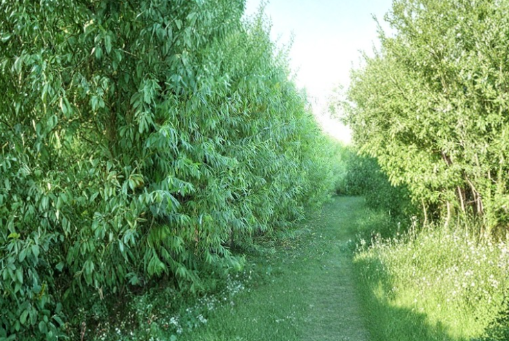 Hybrid Willow Cuttings - 5 Salix Austree Propagation Stems for Fast Growing Privacy Screen & Landscape Screening