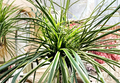 Reverse Variegated Spider Plant Cuttings - 3 Live Chlorophytum comosum Rooted Starts for Indoor Growing