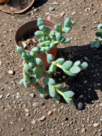 Succulent Live Plant - Corpuscularia Lehmannii Ice Plant, Blue-Green Foliage, 4-6 Inches, Indoor Container Plant