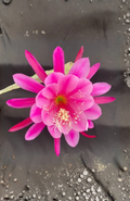 Epiphyllum Grand Prize Pink Orchid Cactus Rooted Plant in 3-Inch Pot, Tropical Flowering Houseplant