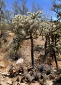 Cylindropuntia Fulgida Teddy Bear Cholla Cactus Live Segments for Propagation, Desert Succulent, Drought-Tolerant, Full Sun