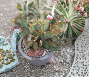 Opuntia Beaverita Cactus Pad | Pink Flower Hybrid Opuntia basilaris × Santa Rita | Live Prickly Pear Cutting