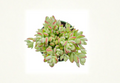 Live Succulent Plant - Cotyledon Pendens 4-Inch Pot Trailing Indoor Decor, Cascading Fleshy Leaves, Rooted Perennial