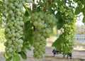 Seedless Grape Vine Live Plant Cutting – 20 Inch Potted Climbing Fruit Vine Vitis spp.