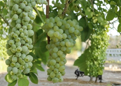 Seedless Grape Vine Live Plant Cutting – 20 Inch Potted Climbing Fruit Vine Vitis spp.
