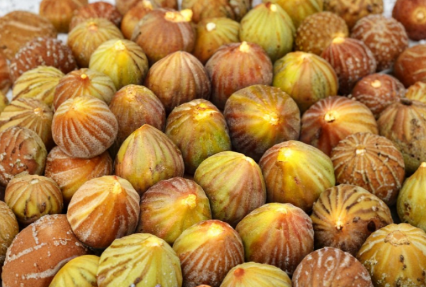 Unrooted Brown Turkey Fig Cutting Pack – 4 Fresh 6-8 Inch Ficus carica Propagation Stems for Fruit Tree Gardening