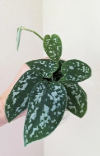 Silver Pothos Cuttings 4 Nodes Live Houseplant for Propagation Scindapsus pictus ‘Argyraeus’