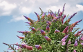Bicolor Buddleia davidii Hybrid Starter Plant | Butterfly Bush Shrub for Sunny Gardens