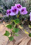 Lavender Purple Regal Geranium Cutting - Pelargonium hybrid, Ornamental Flowering Plant, Container, Patio, Garden Display
