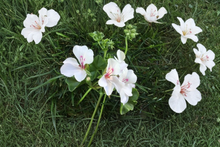 8 Soft Pink Ivy Geranium Cuttings Pelargonium peltatum Trailing Flowering Plant for Hanging Baskets