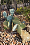 Opuntia basilaris Beavertail Prickly Pear Cactus Pad Cutting Live Unrooted Desert Succulent