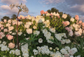 Vanilla Strawberry Hydrangea Cuttings – Unrooted Hydrangea paniculata Propagation Stems for Garden Planting