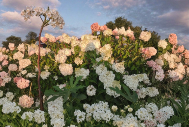 Vanilla Strawberry Hydrangea Cuttings – Unrooted Hydrangea paniculata Propagation Stems for Garden Planting