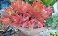Campfire Succulent Cuttings 3 Unrooted Crassula capitella ‘Campfire’ Propagation Planting Material
