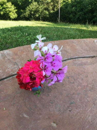 Ivy Geranium Cuttings 9 Pack, Pelargonium peltatum, Trailing Flowering Plant, Assorted Colors for Hanging Baskets