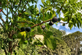 Calderona MP Fig Tree Cutting 8 Inch Unrooted Ficus carica Propagation for Home Orchard