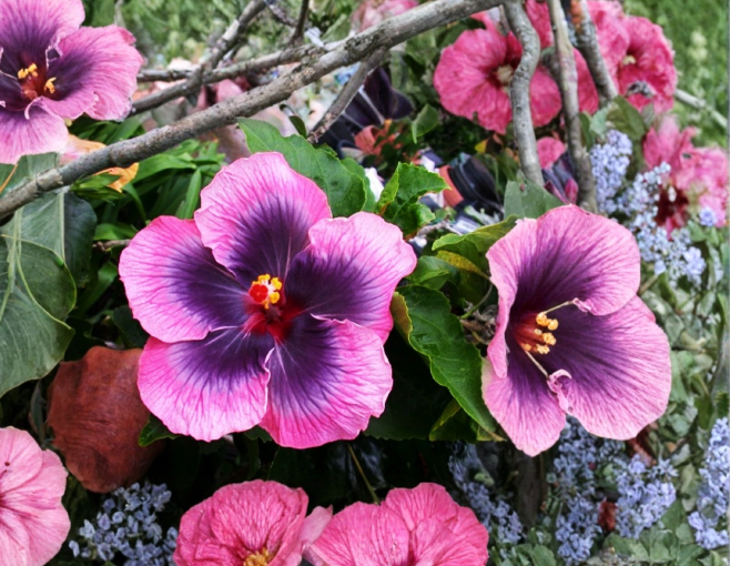 Hibiscus moscheutos Starter Cuttings 7 Pack Hardy Perennial Flowering Plant Rose Mallow in Full Sun