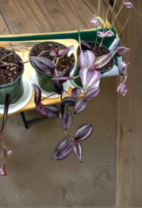 Tradescantia Zebrina Deep Purple Live Houseplant Cuttings, Trailing Indoor Plant, Unrooted Propagation Material
