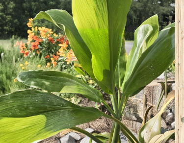 Hawaii Green Ti Plant Cuttings 6-7 Inch Propagation Stems Cordyline fruticosa Live Logs