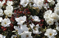 White Knock Out Rose Cuttings 6-8 Inch Unrooted Rosa ‘White Knock Out’ Shrub Rose Propagation
