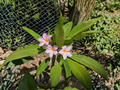 Unrooted Plumeria Cutting for Propagation - Tropical Frangipani Live Plant, Garden or Container Planting