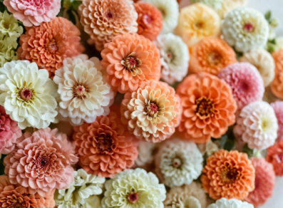 Peaches and Cream Zinnia Seeds Mix - Salmon and White Flowers - Zinnia elegans - 100 Seeds
