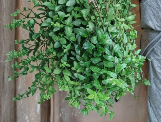 Tradescantia fluminensis ‘Aurea’ Cuttings - Unrooted Golden Wing Indoor Trailing Houseplant, Bright Foliage