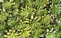 Aeonium Succulent Cuttings 2-4 Inches Pink-Edged Green Rosettes for Propagation, Live Plant, Succulent Garden, Container Plant
