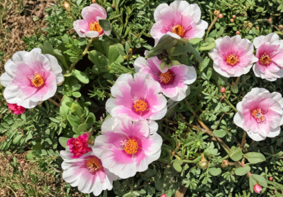Pink and White Jumbo Samba Portulaca Cuttings, Unrooted Live Trailing Flowering Plant, Fancy Moss Rose, Portulaca grandiflora