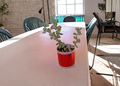 Live Rooted Necklace Succulent in Red Aluminum Pot Crassula marnieriana Trailing Jade Indoor Decor