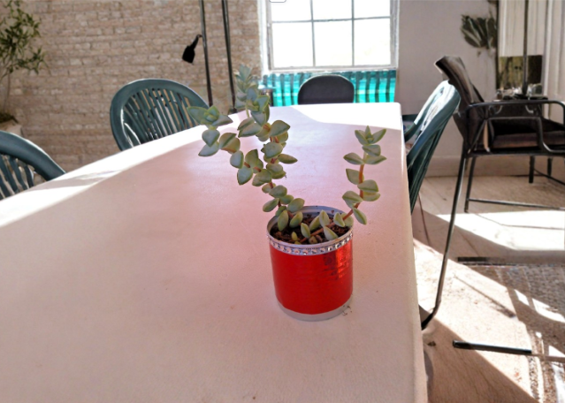 Live Rooted Necklace Succulent in Red Aluminum Pot Crassula marnieriana Trailing Jade Indoor Decor