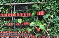 Jade & Golden Pothos Cuttings Unrooted Stems 4-6 Inches Epipremnum aureum Indoor Houseplant