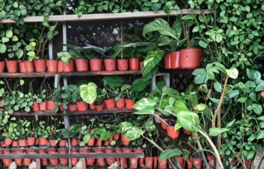 Jade & Golden Pothos Cuttings Unrooted Stems 4-6 Inches Epipremnum aureum Indoor Houseplant