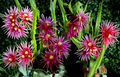 Unrooted Dragon Fruit Cuttings 8-14 Inches for Propagation Selenicereus spp.