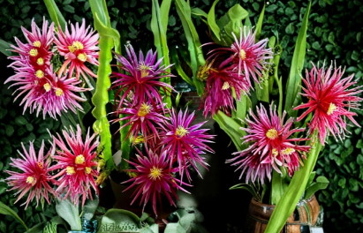 Unrooted Dragon Fruit Cuttings 8-14 Inches for Propagation Selenicereus spp.